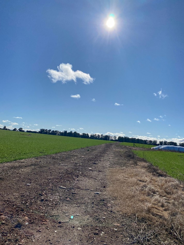 VENTA CAMPO AGRICOLA 431 HAS PARDIDO DE TANDIL