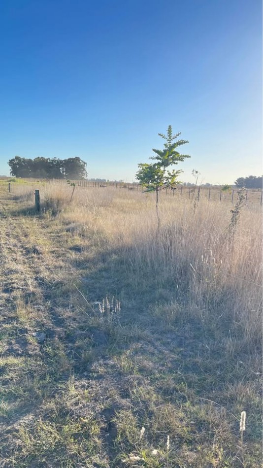 Quinta 5 ha Ayacucho con molino y acceso mejorado