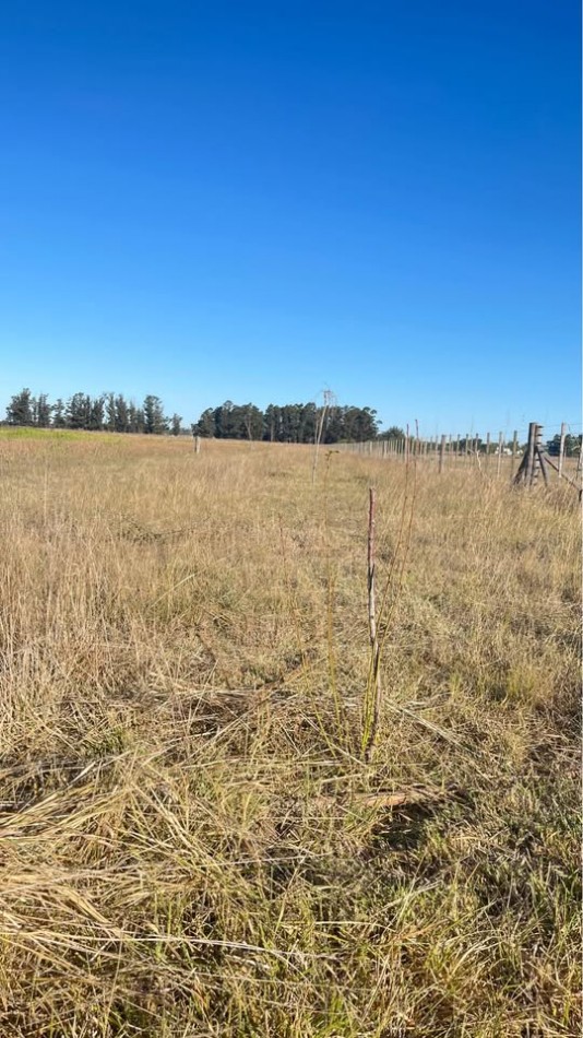 Quinta 5 ha Ayacucho con molino y acceso mejorado