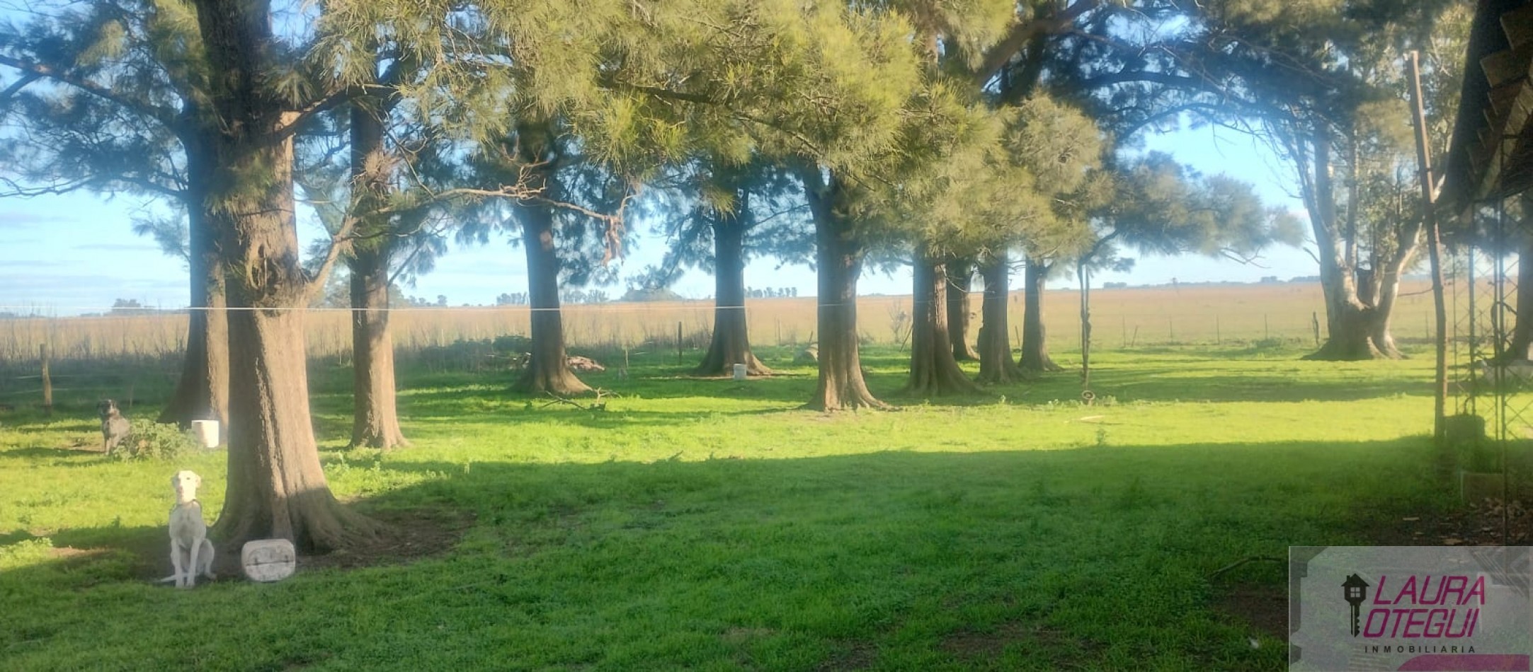VENTA CAMPO GANADERO 302 HECTAREAS ZONA LABARDEN