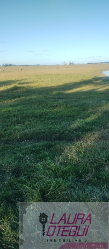 VENTA CAMPO GANADERO 302 HECTAREAS ZONA LABARDEN