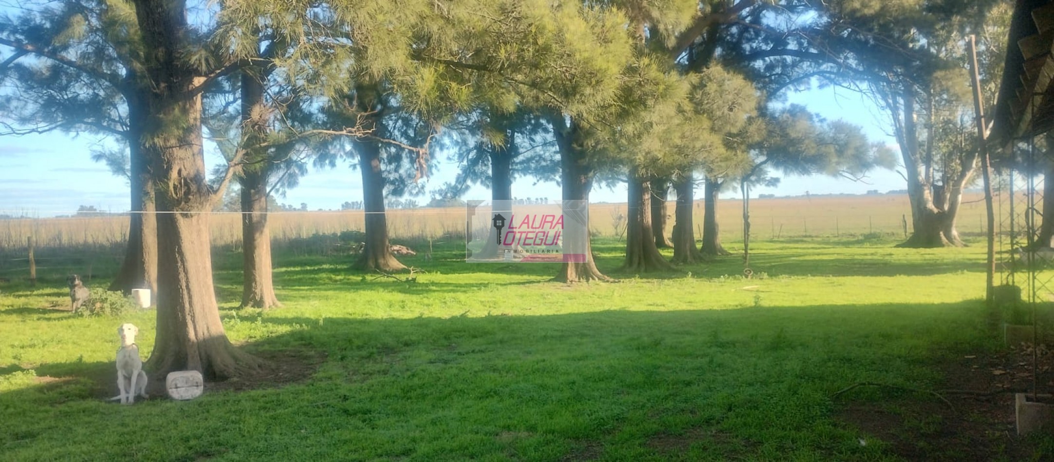 VENTA CAMPO GANADERO 302 HECTAREAS ZONA LABARDEN
